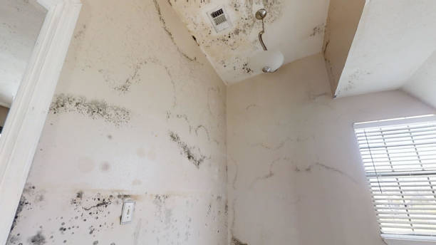 Best Real Estate Mold Inspection  in Mount Arlington, NJ
