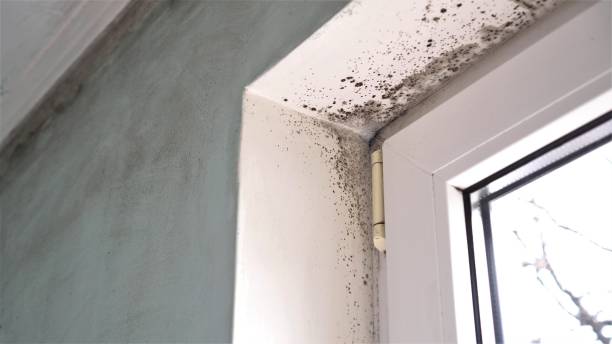 Best Post-Construction Mold Inspection  in Mount Arlington, NJ