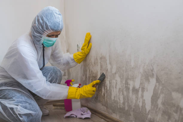 Best Environmental Consulting for Mold Prevention  in Mount Arlington, NJ