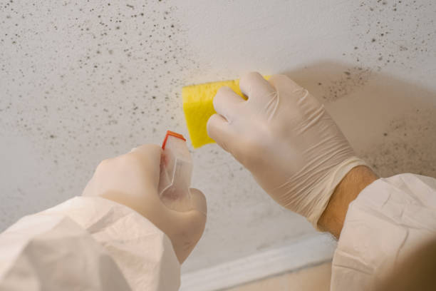Best Water Damage & Mold Remediation  in Mount Arlington, NJ
