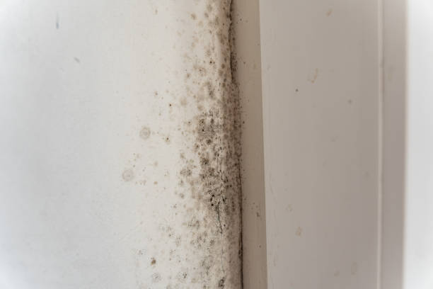 Best Mold Odor Removal Services  in Mount Arlington, NJ