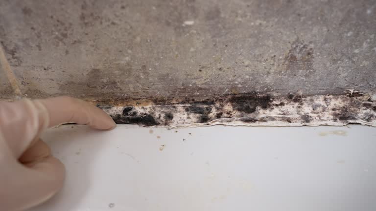 Best Black Mold Removal  in Mount Arlington, NJ