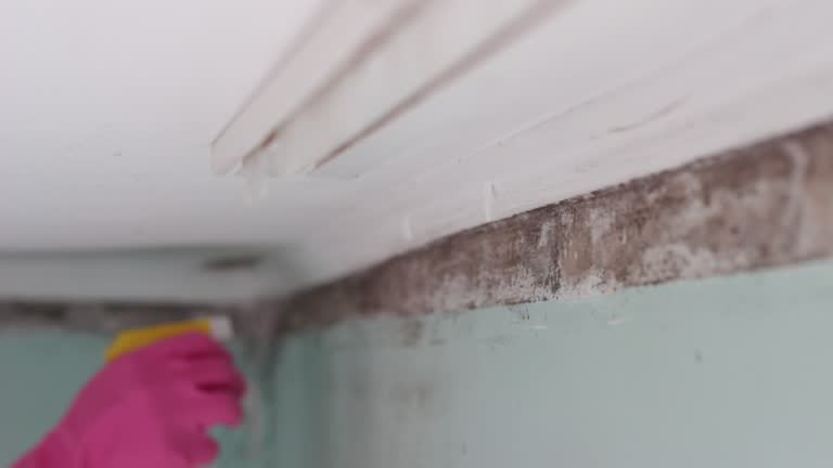  Mount Arlington, NJ Mold Removal Pros